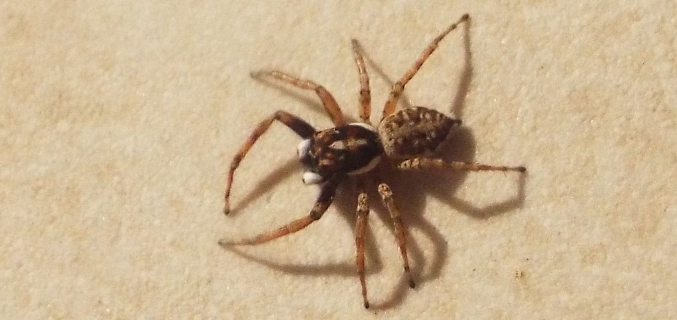 Menemerus semilimbatus, maschio  -  Milano
