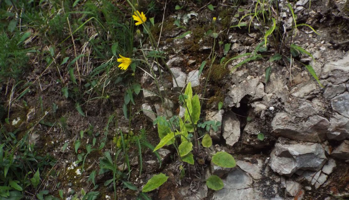 Asteraceae: Hieracium sp.
