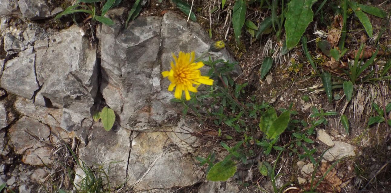 Asteraceae: Hieracium sp.