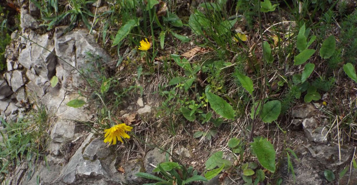 Asteraceae: Hieracium sp.