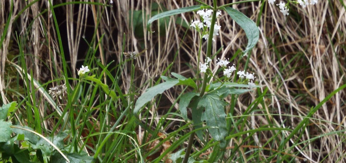 Valeriana tripteris (Caprifoliaceae)