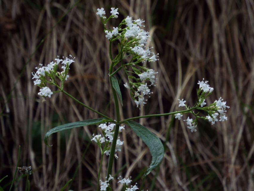 Valeriana tripteris (Caprifoliaceae)