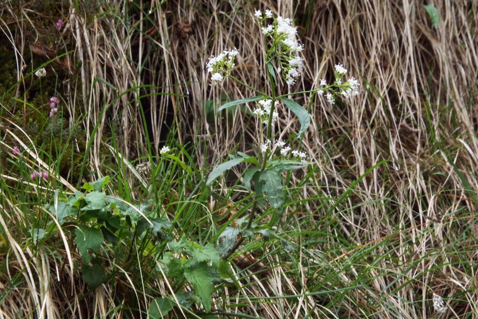 Valeriana tripteris (Caprifoliaceae)