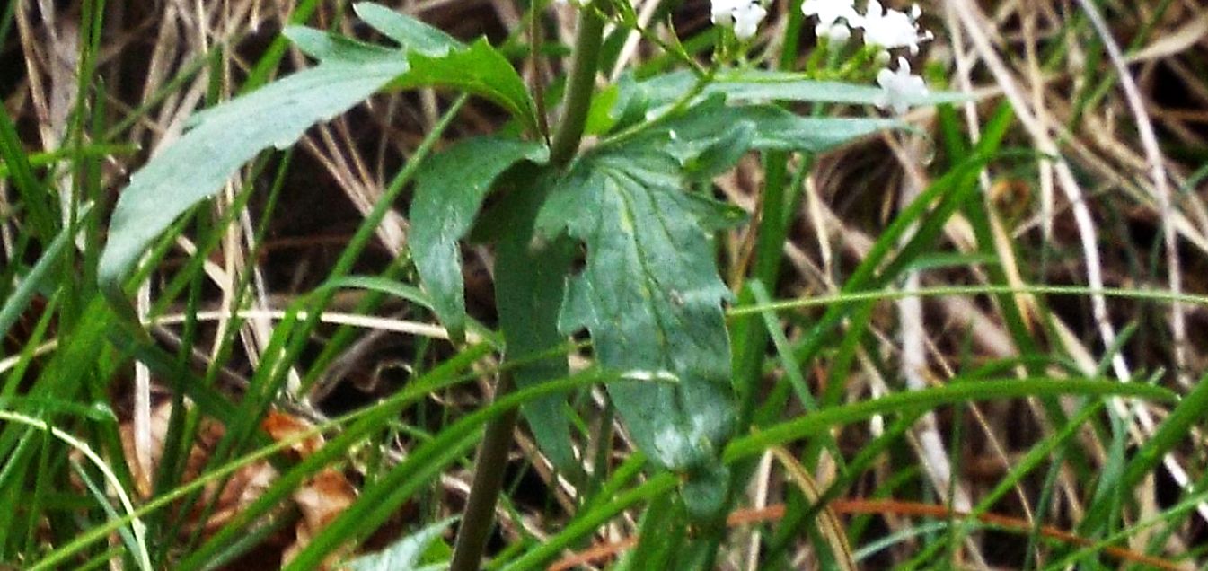 Valeriana tripteris (Caprifoliaceae)