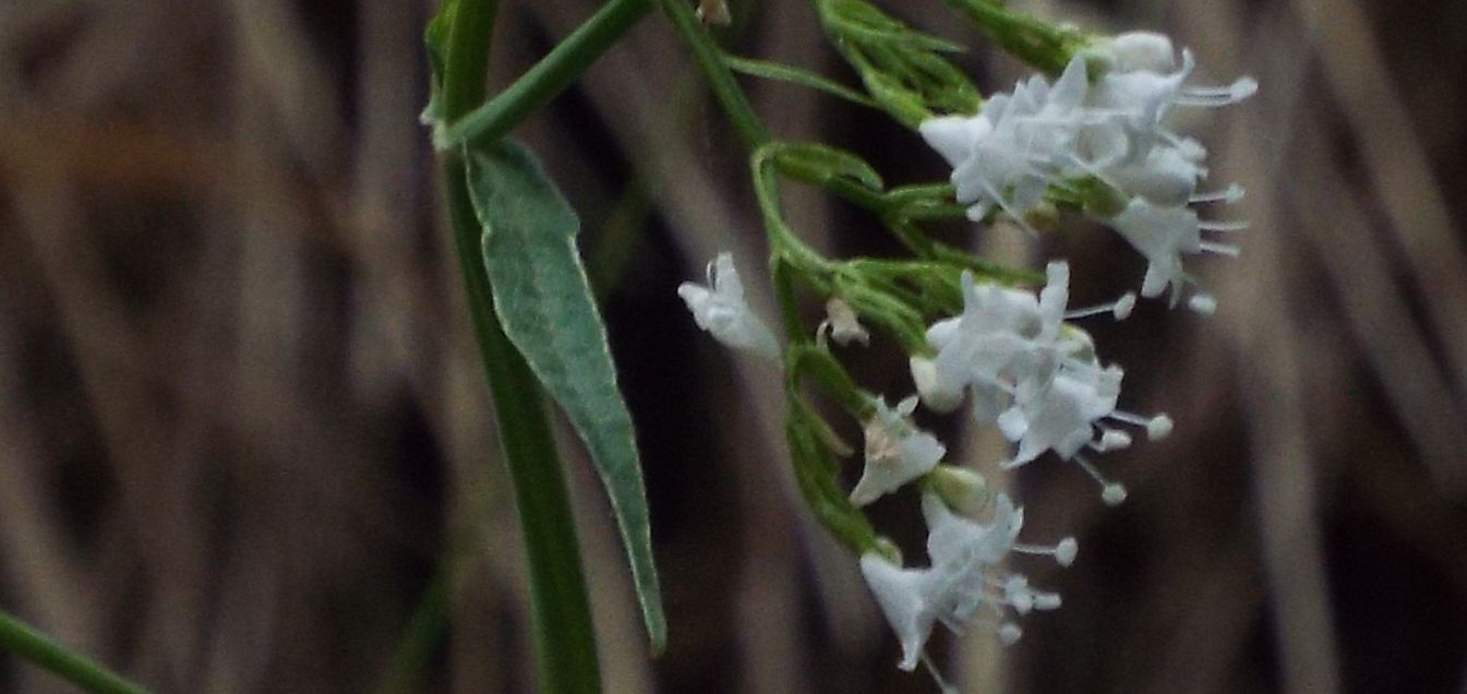 Valeriana tripteris (Caprifoliaceae)