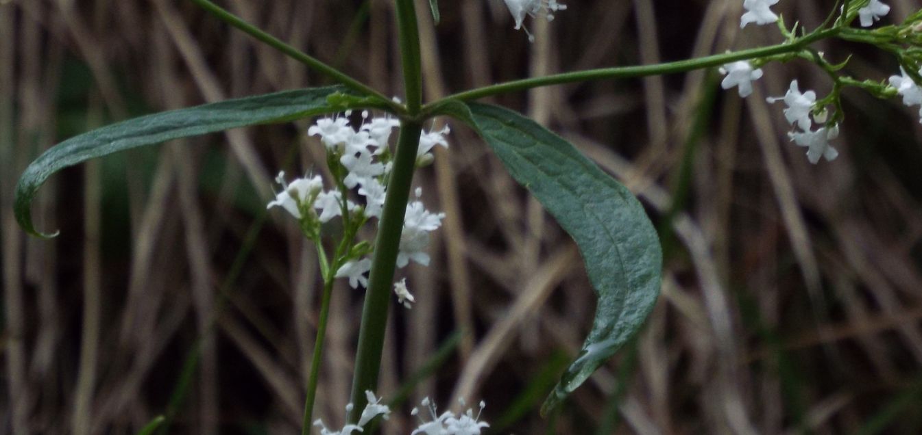 Valeriana tripteris (Caprifoliaceae)