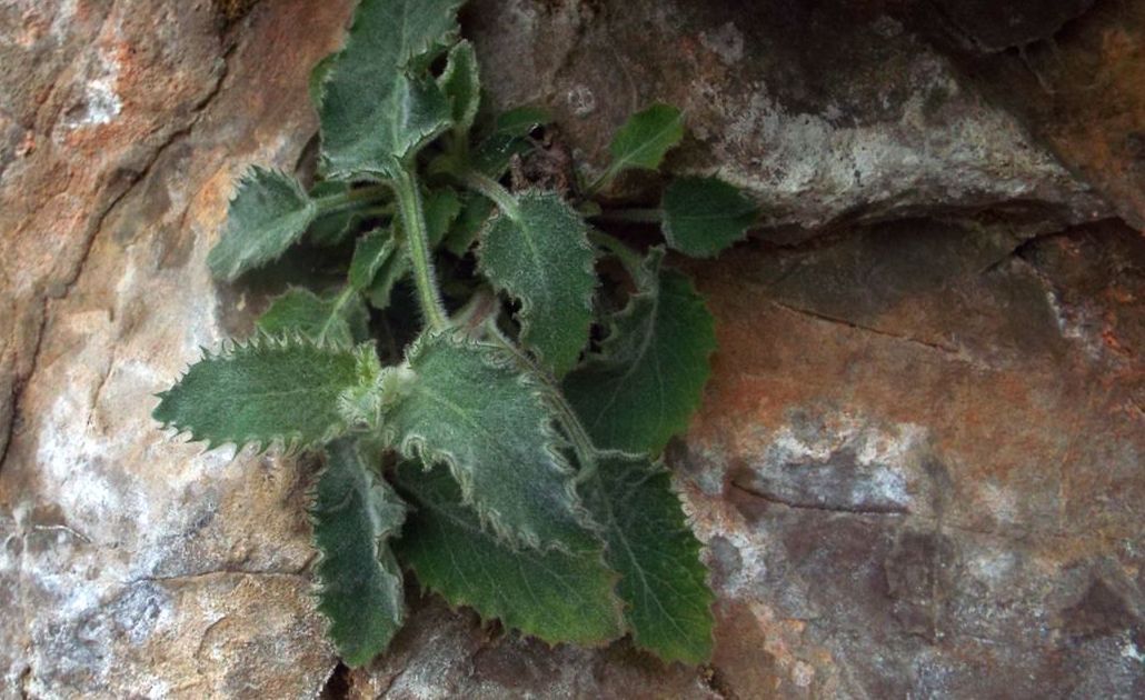 Foglie aculeate di Campanula elatinoides
