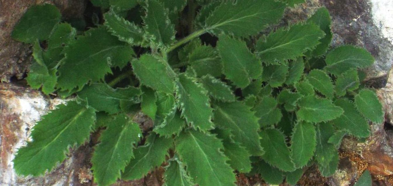 Foglie aculeate di Campanula elatinoides
