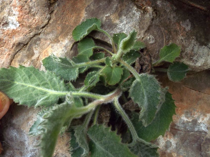 Foglie aculeate di Campanula elatinoides