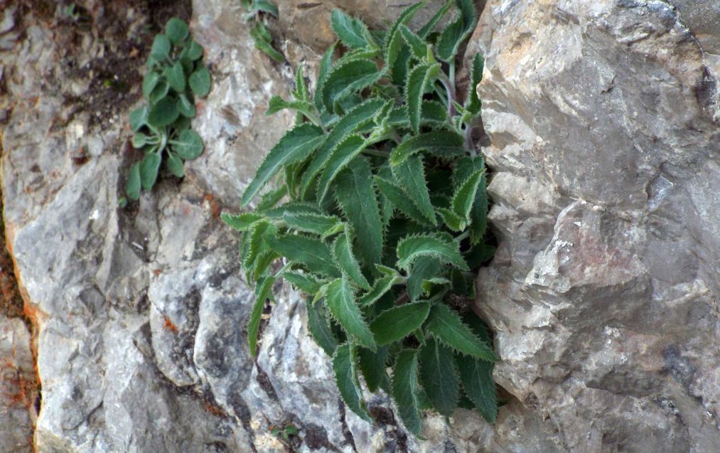 Foglie aculeate di Campanula elatinoides
