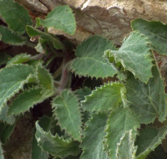 Foglie aculeate di Campanula elatinoides