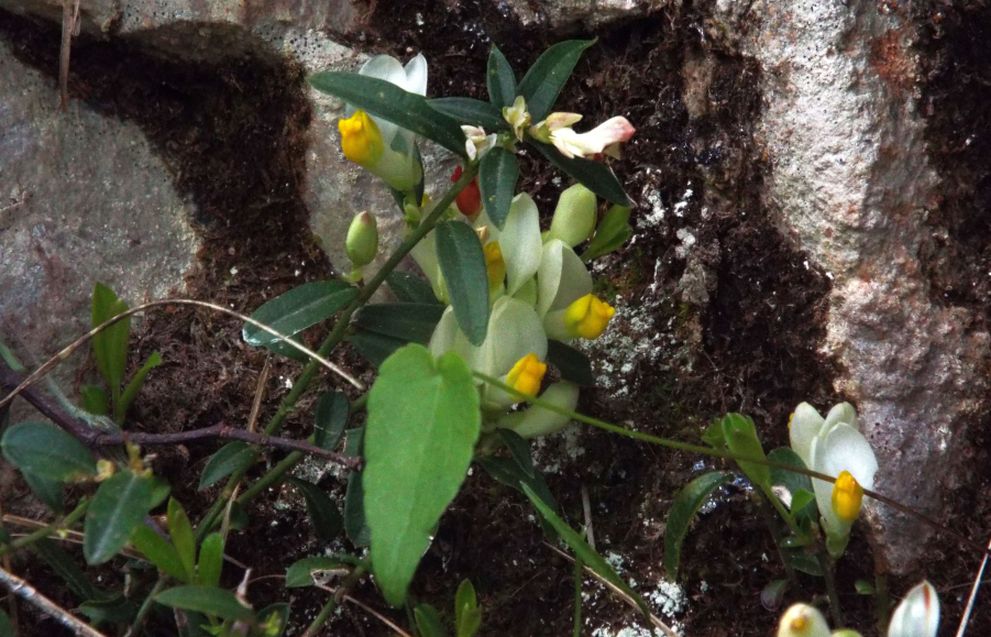 Polygala chamaebuxus  (Polygalaceae)