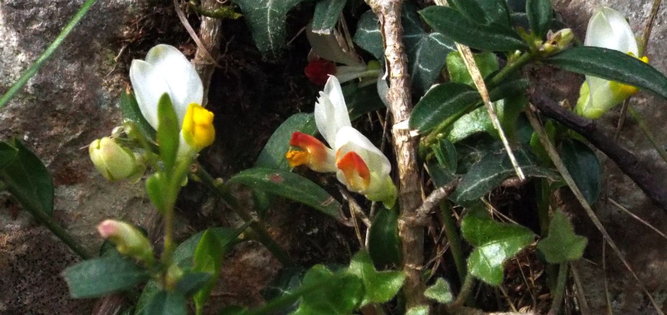 Polygala chamaebuxus  (Polygalaceae)