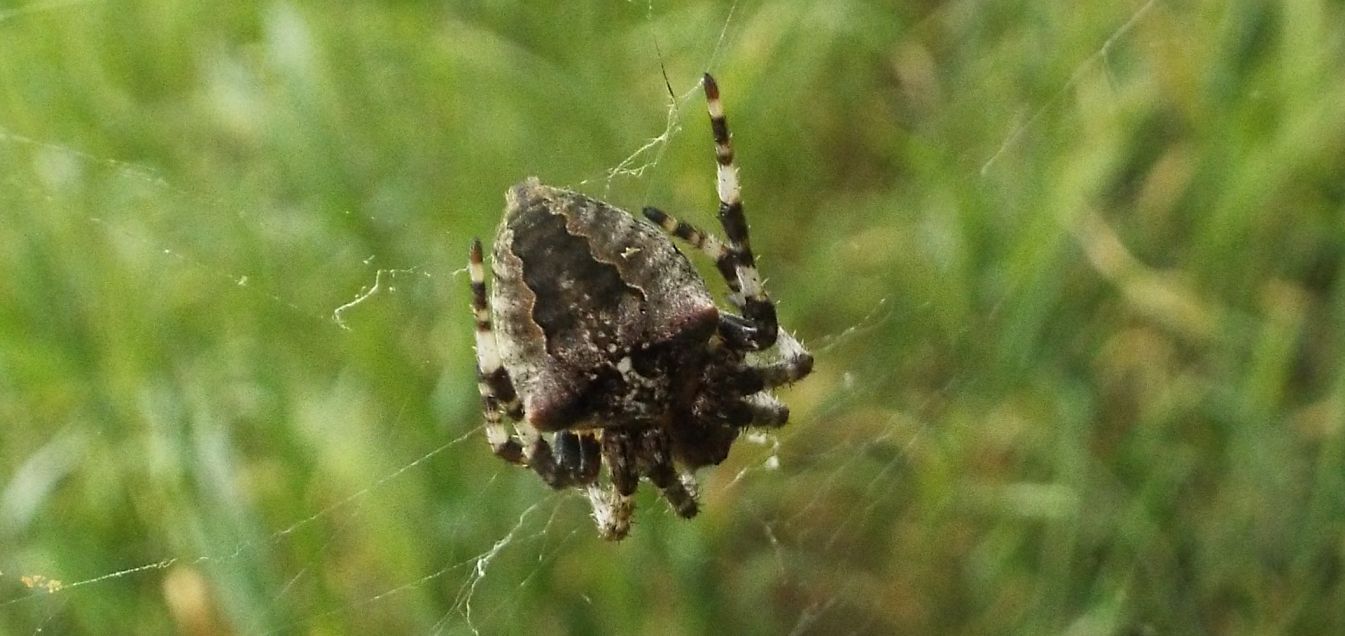 Araneus diadematus ?  No, Araneus angulatus  - Trezzo sull''Adda (MI)