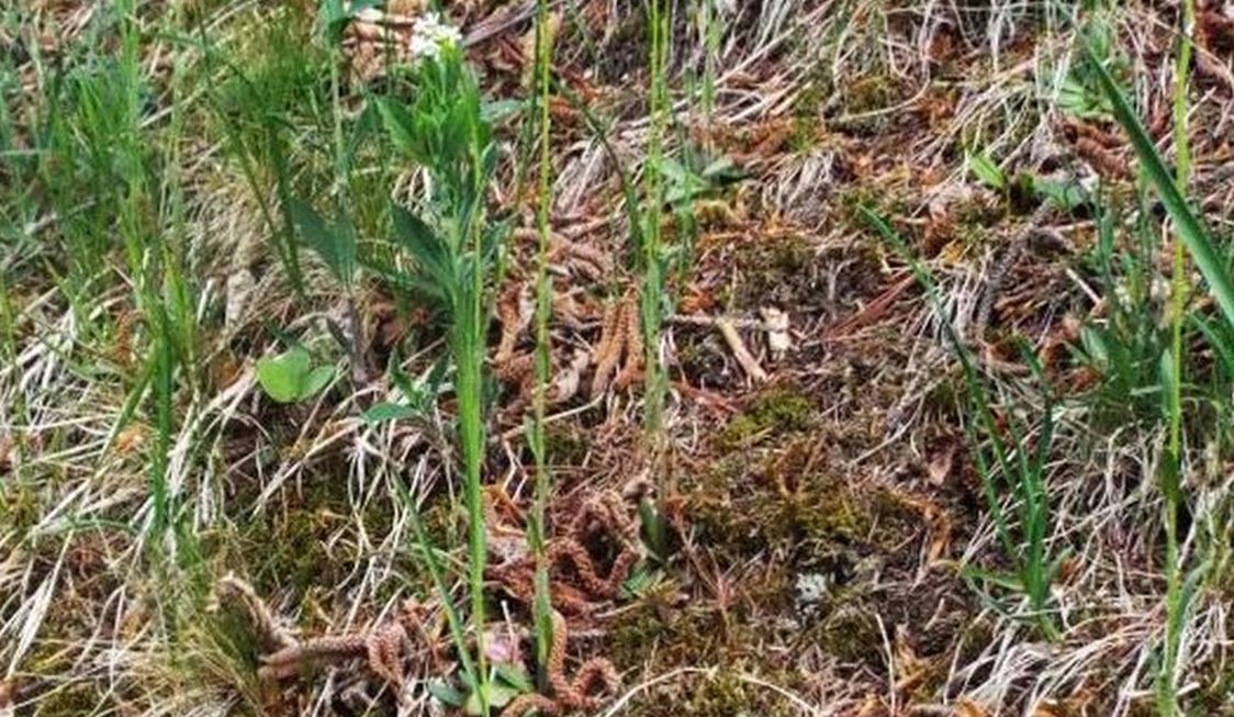 Arabis hirsuta (Brassicaceae)