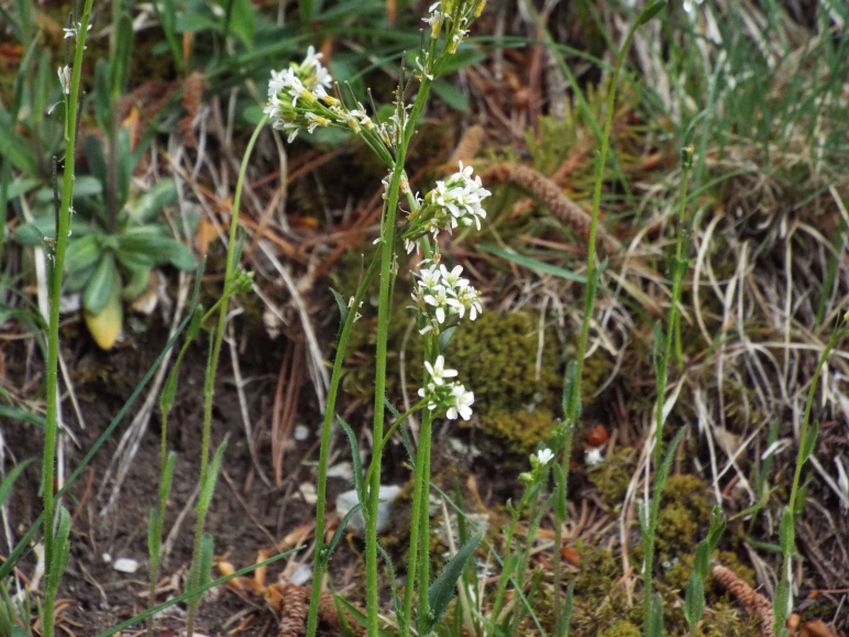 Arabis hirsuta (Brassicaceae)