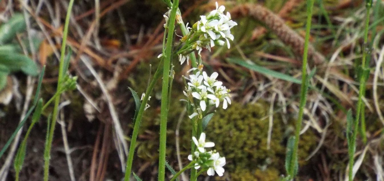 Arabis hirsuta (Brassicaceae)