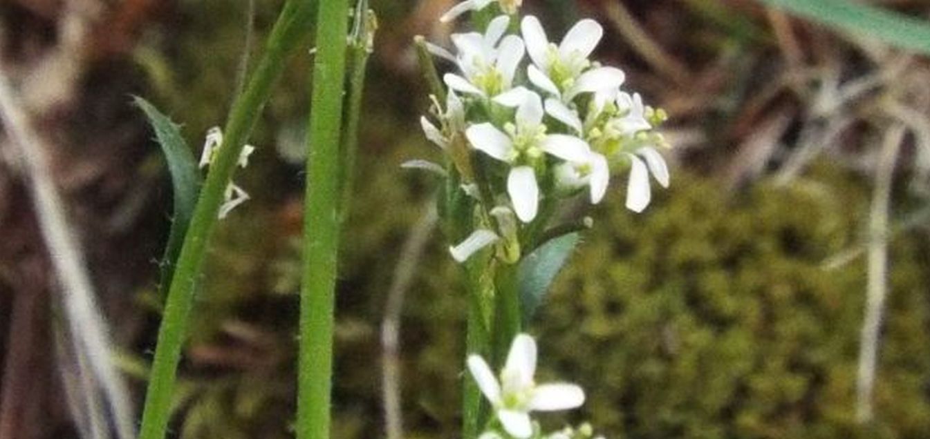 Arabis hirsuta (Brassicaceae)