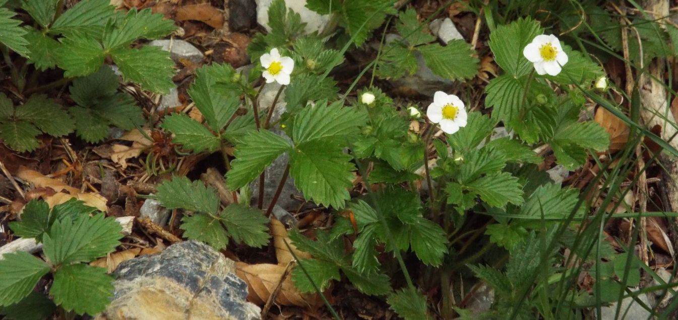 Fragola di bosco/ Fragaria vesca ? .....Fragaria cfr. vesca  (Rosaceae)