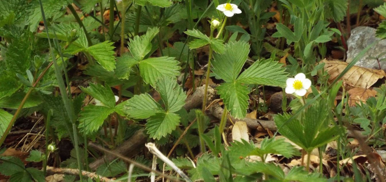 Fragola di bosco/ Fragaria vesca ? .....Fragaria cfr. vesca  (Rosaceae)