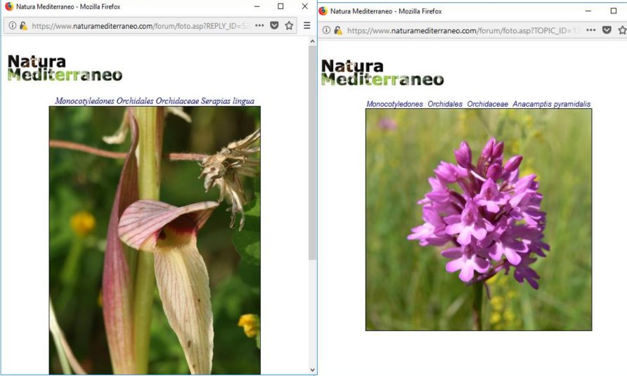 Ceratina cucurbitina (Apidae) su Anacamptis pyramidalis