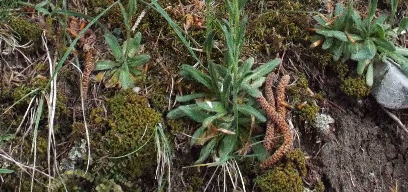 Arabis hirsuta (Brassicaceae)