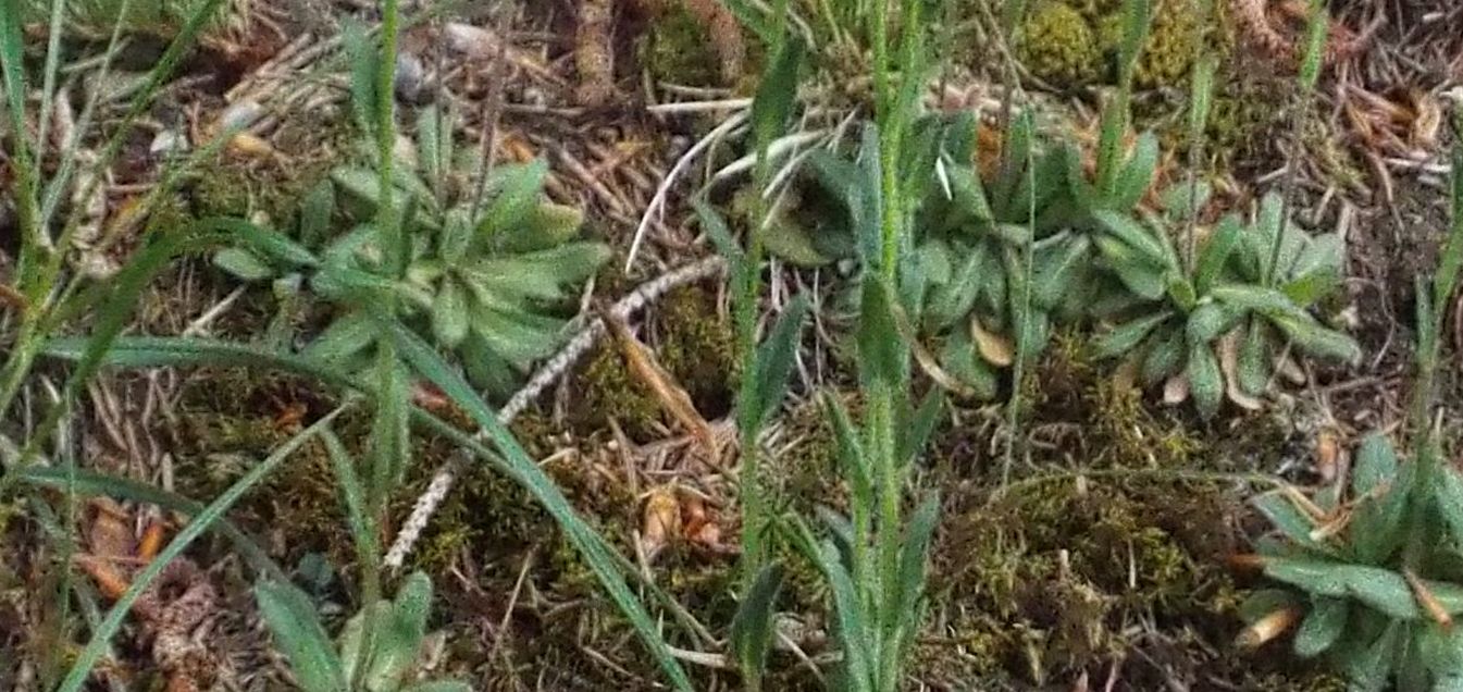 Arabis hirsuta (Brassicaceae)