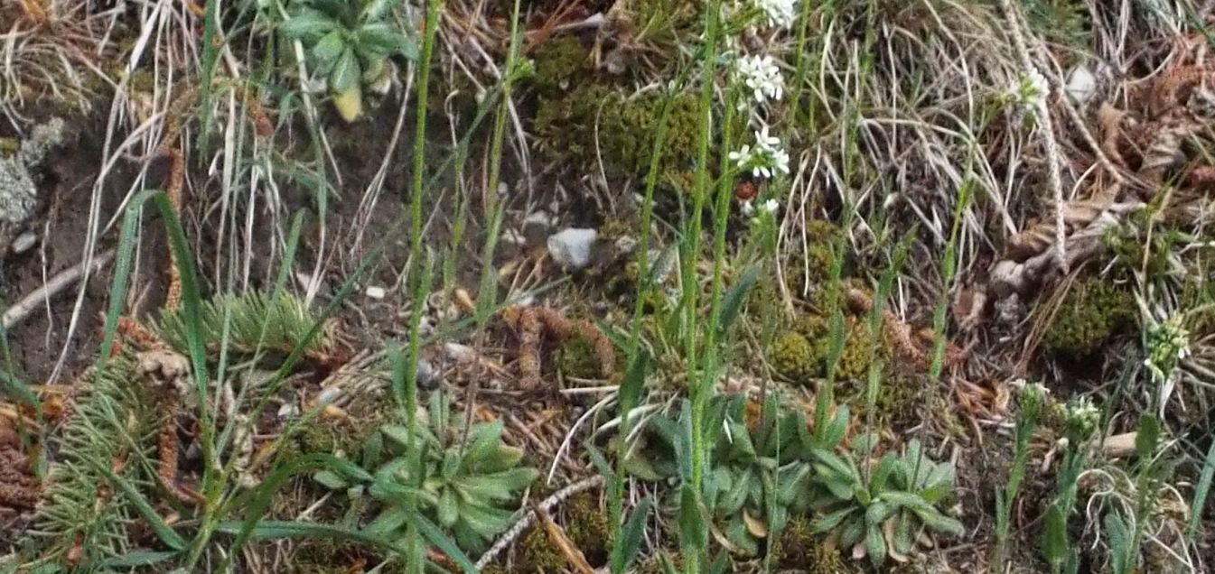 Arabis hirsuta (Brassicaceae)