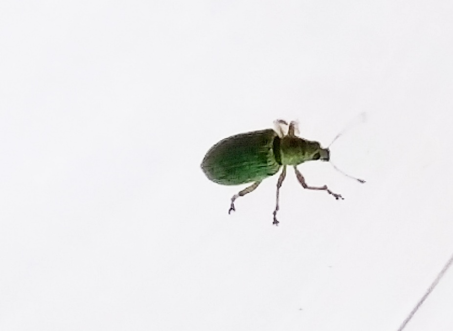 Curculionidae?   S, Polydrusus formosus (ex sericeus)  (cfr.)