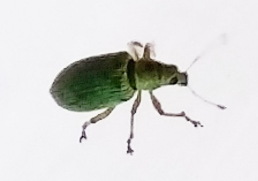 Curculionidae?   S, Polydrusus formosus (ex sericeus)  (cfr.)