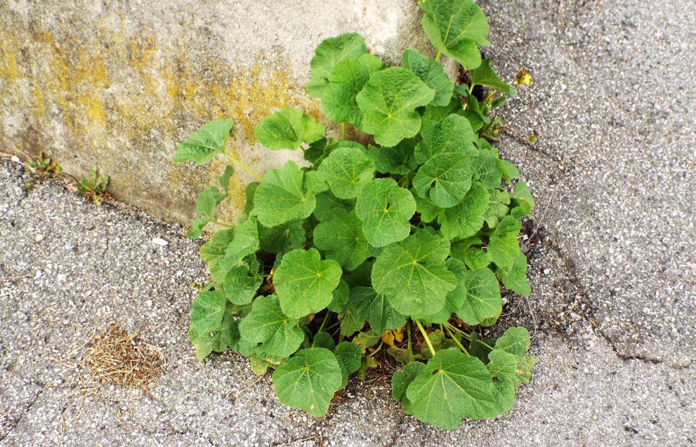 Nasturzio?  No!, Alcea sp. (Malvaceae)