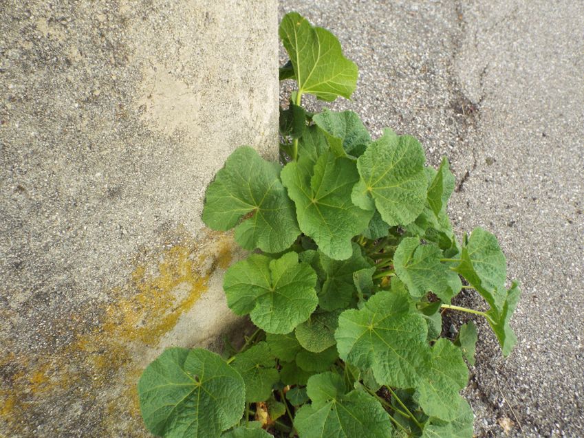 Nasturzio?  No!, Alcea sp. (Malvaceae)