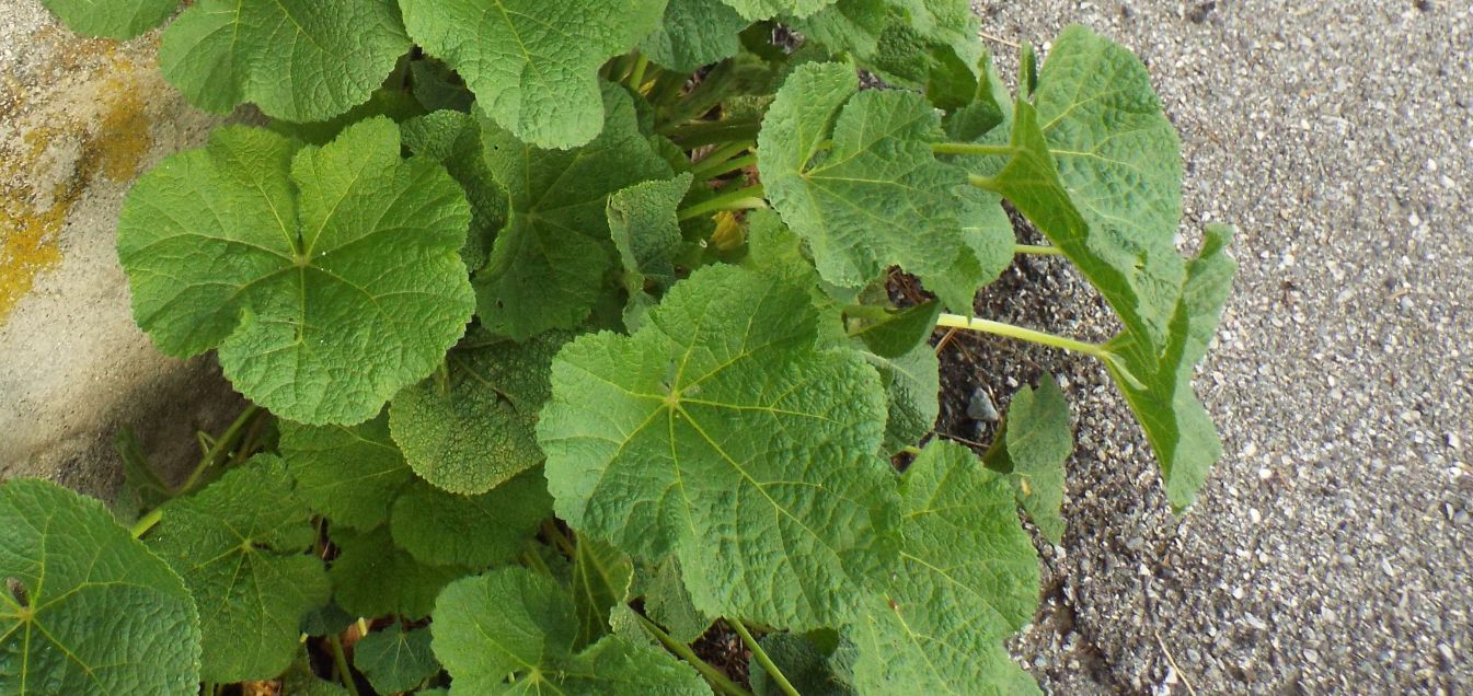 Nasturzio?  No!, Alcea sp. (Malvaceae)