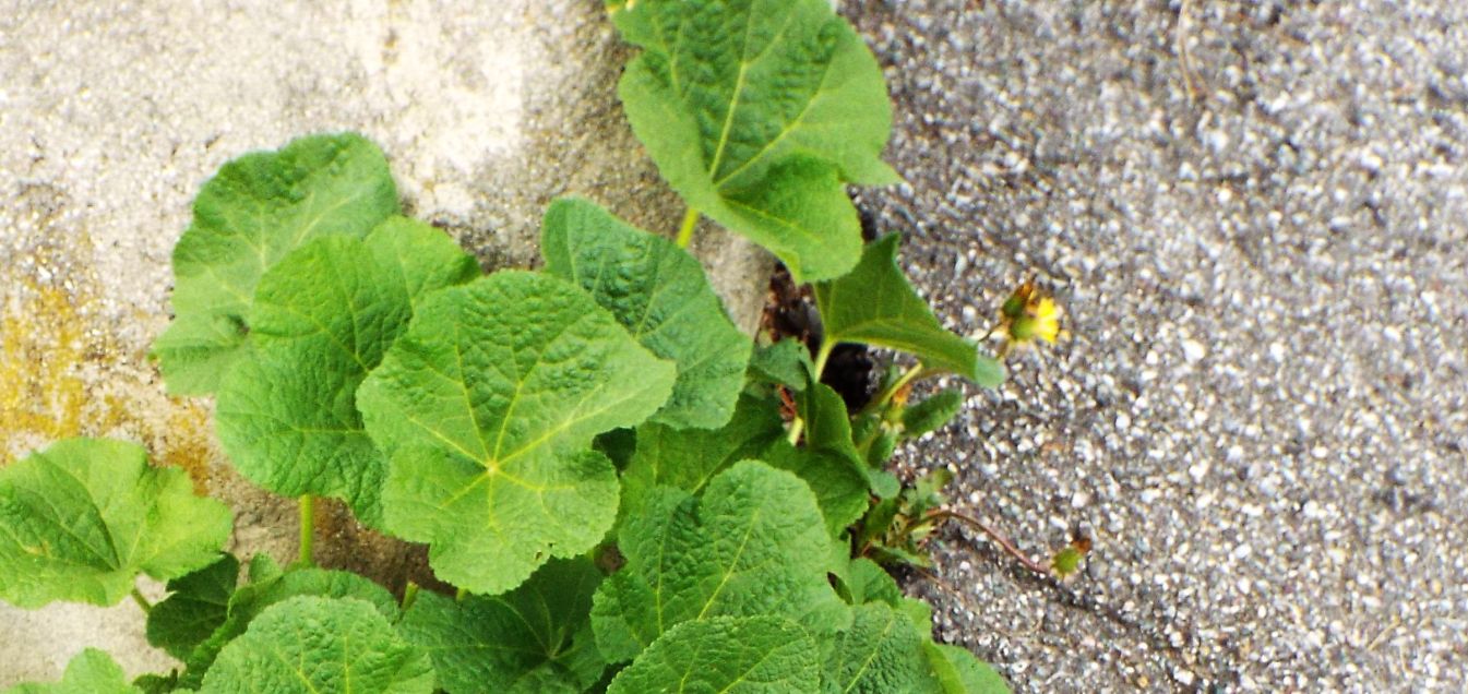 Nasturzio?  No!, Alcea sp. (Malvaceae)