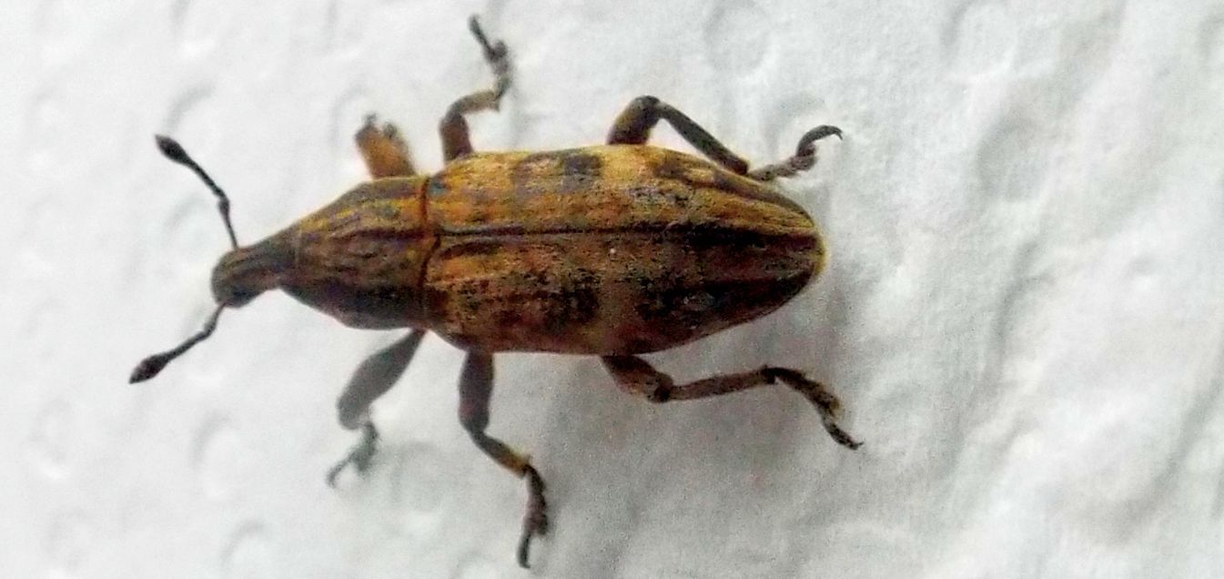 Curculionidae: Mecaspis alternans