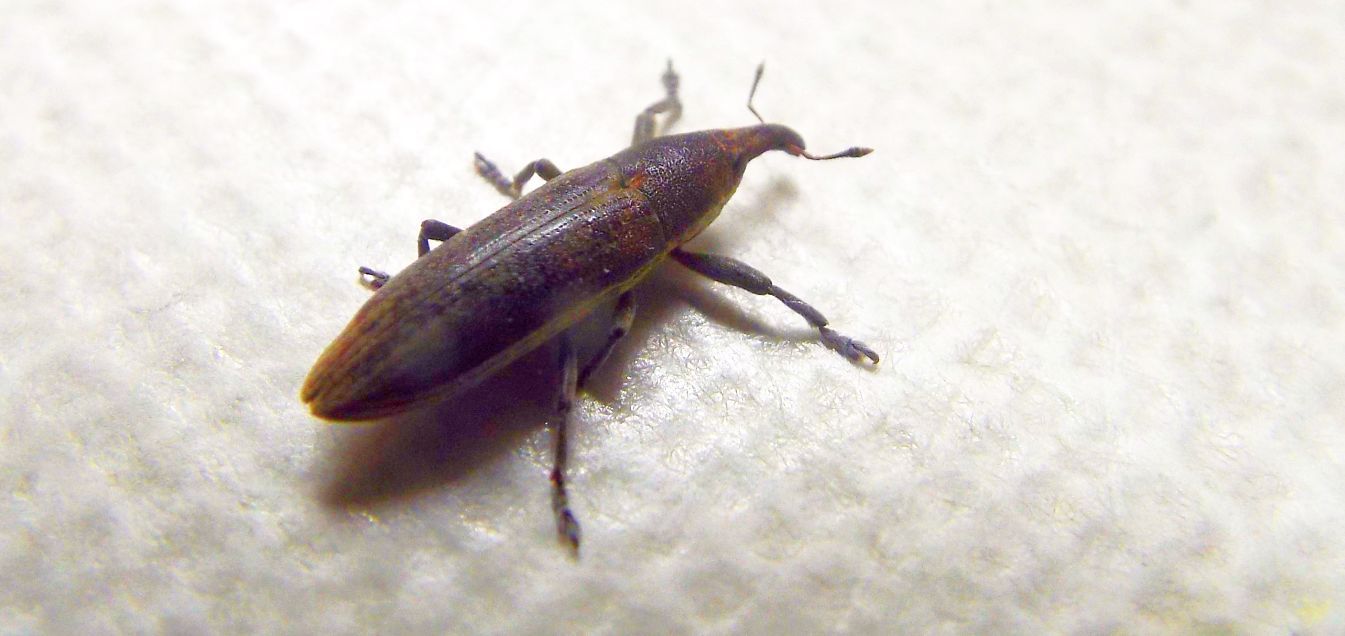 Curculionidae: Lixus (Compsolixus) juncii