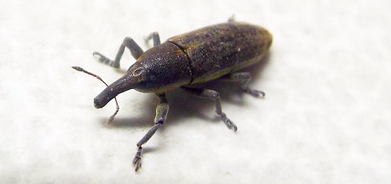 Curculionidae: Lixus (Compsolixus) juncii