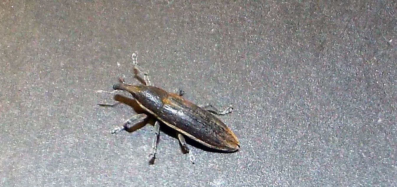 Curculionidae: Lixus (Compsolixus) juncii