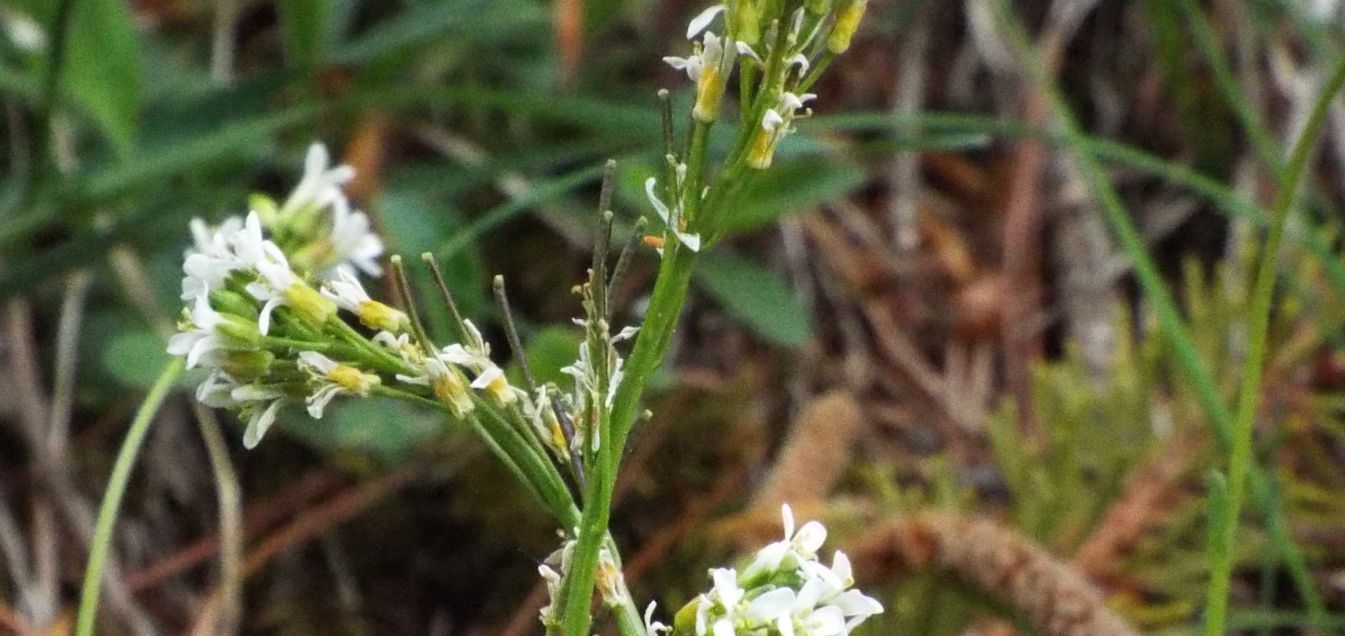 Arabis hirsuta (Brassicaceae)