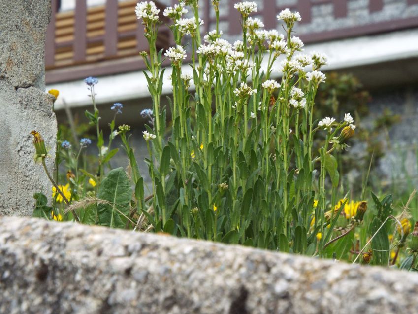 Arabis hirsuta (Brassicaceae)