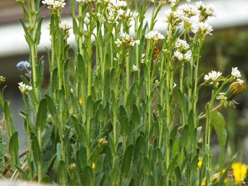Arabis hirsuta (Brassicaceae)