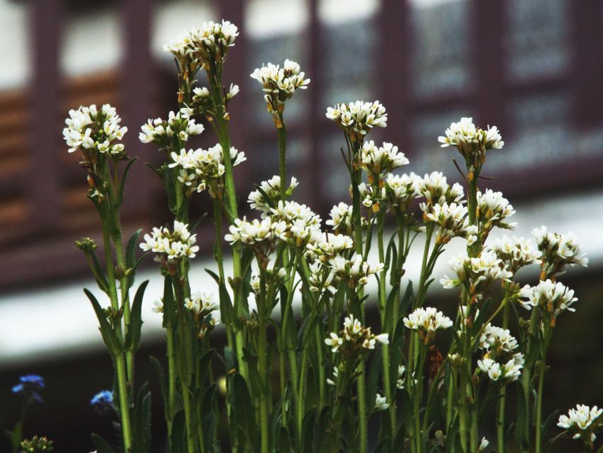 Arabis hirsuta (Brassicaceae)