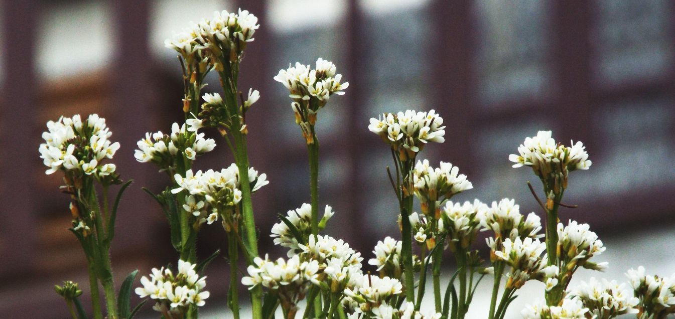 Arabis hirsuta (Brassicaceae)