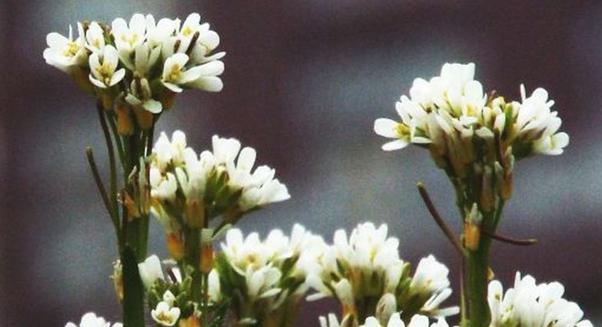 Arabis hirsuta (Brassicaceae)