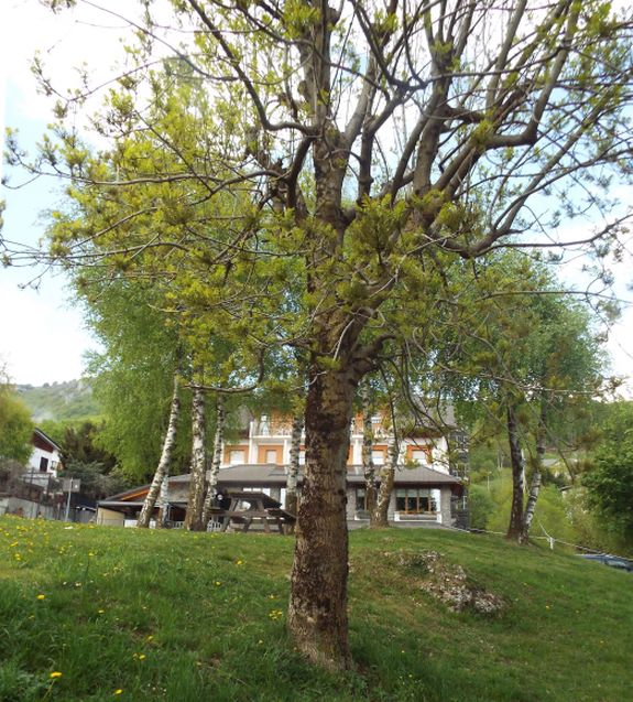 Fraxinus excelsior / Frassino comune