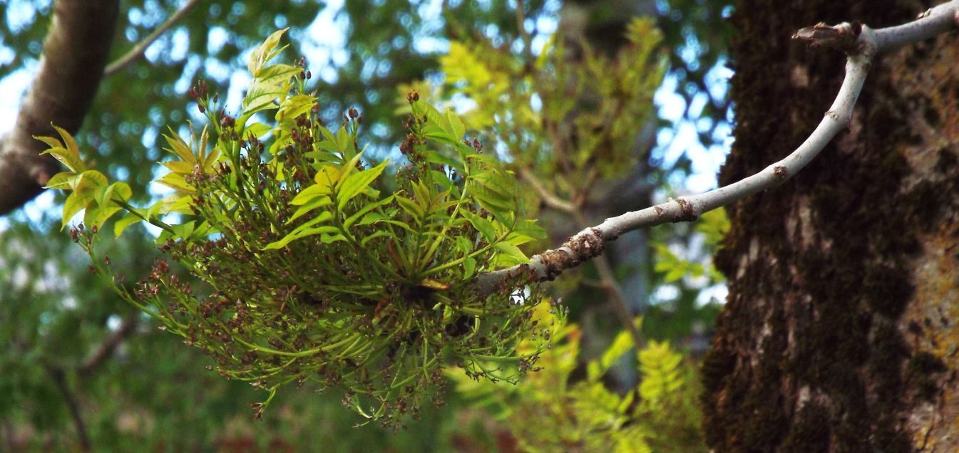 Fraxinus excelsior / Frassino comune