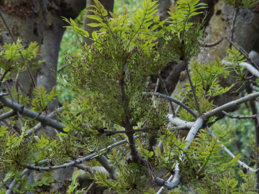 Fraxinus excelsior / Frassino comune