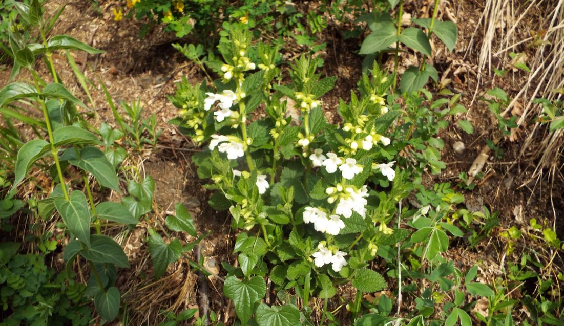 Lamiaceae: Melittis melissophyllum