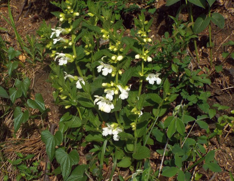 Lamiaceae: Melittis melissophyllum