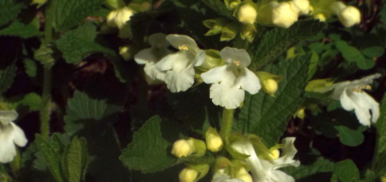 Lamiaceae: Melittis melissophyllum